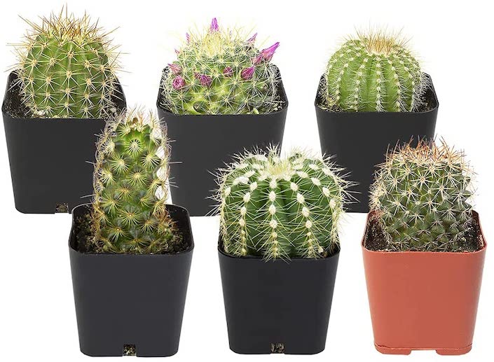 six cacti in plastic pots