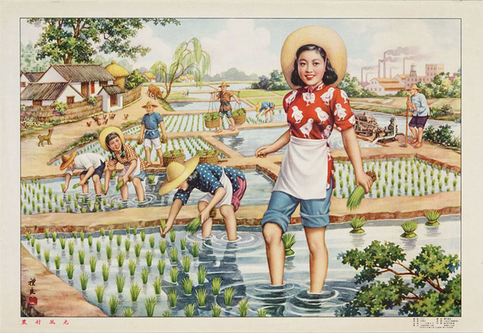 una niña china plantando arroz en un campo de arroz.