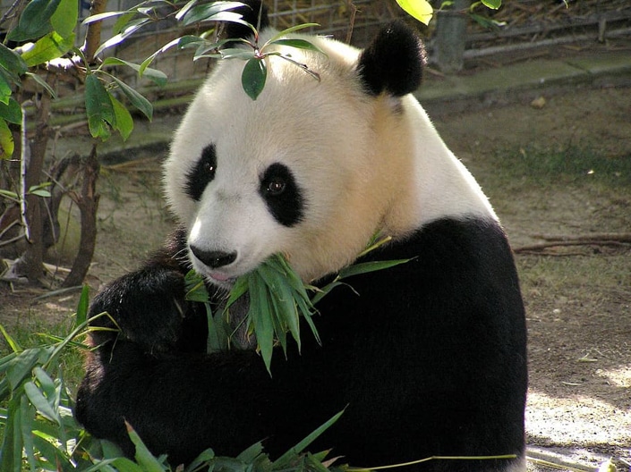 un panda mange du bambou