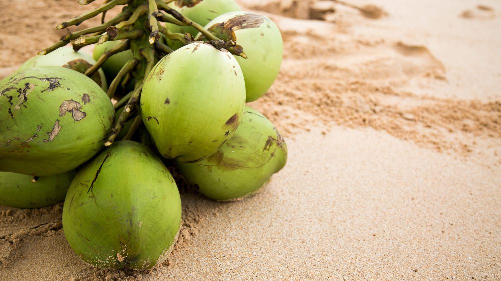 Hainan China coconuts