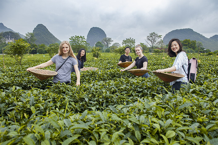 students and a Yangshuo travel guide pose with baskets as they pick Chinese tea with karst mountains behind them