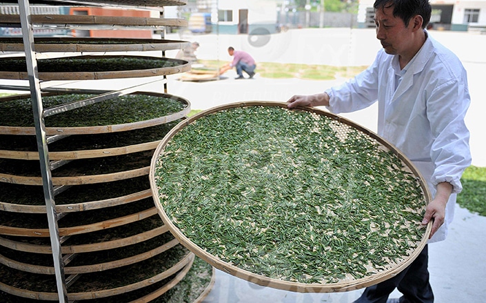 Journey into the World of Chinese Tea