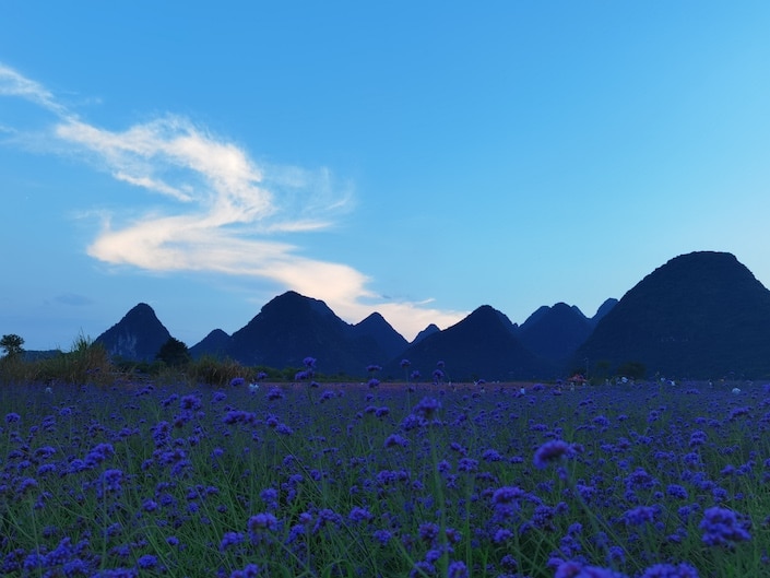 ciel bleu et fleurs violettes avec une silhouette de montagnes karstiques de guilin
