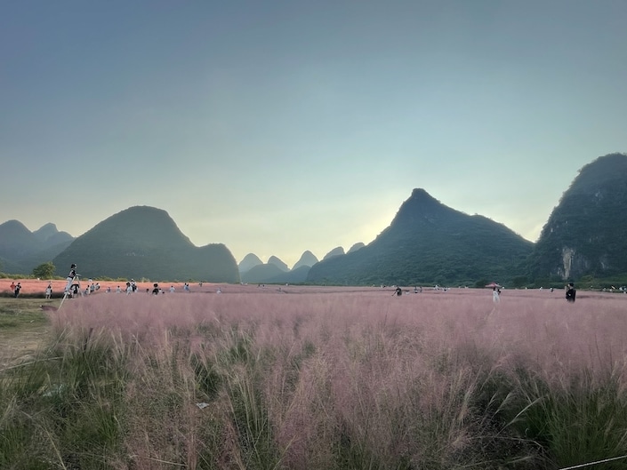 silhouette of karst mountains with a field of pink flowers in foreground