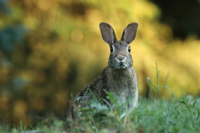 背景模糊的草丛中的兔子