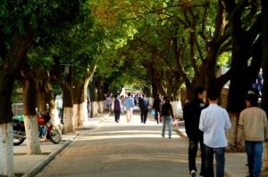People walk along a shady tree-lined campus avenue