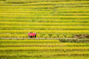 A small red CLI banner stands out among wide golden rice terraces