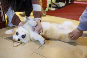 A corgi lies on its back getting a belly rub on a tiled floor