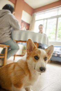 A corgi sits on the floor indoors and looks toward the camera