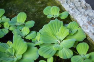 Bright green floating plants on still water