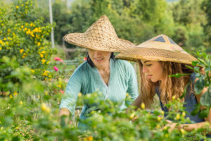 Two women in woven hats pick plants among garden flowers