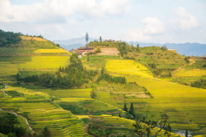 Golden rice terraces and a small hilltop village under a blue sky