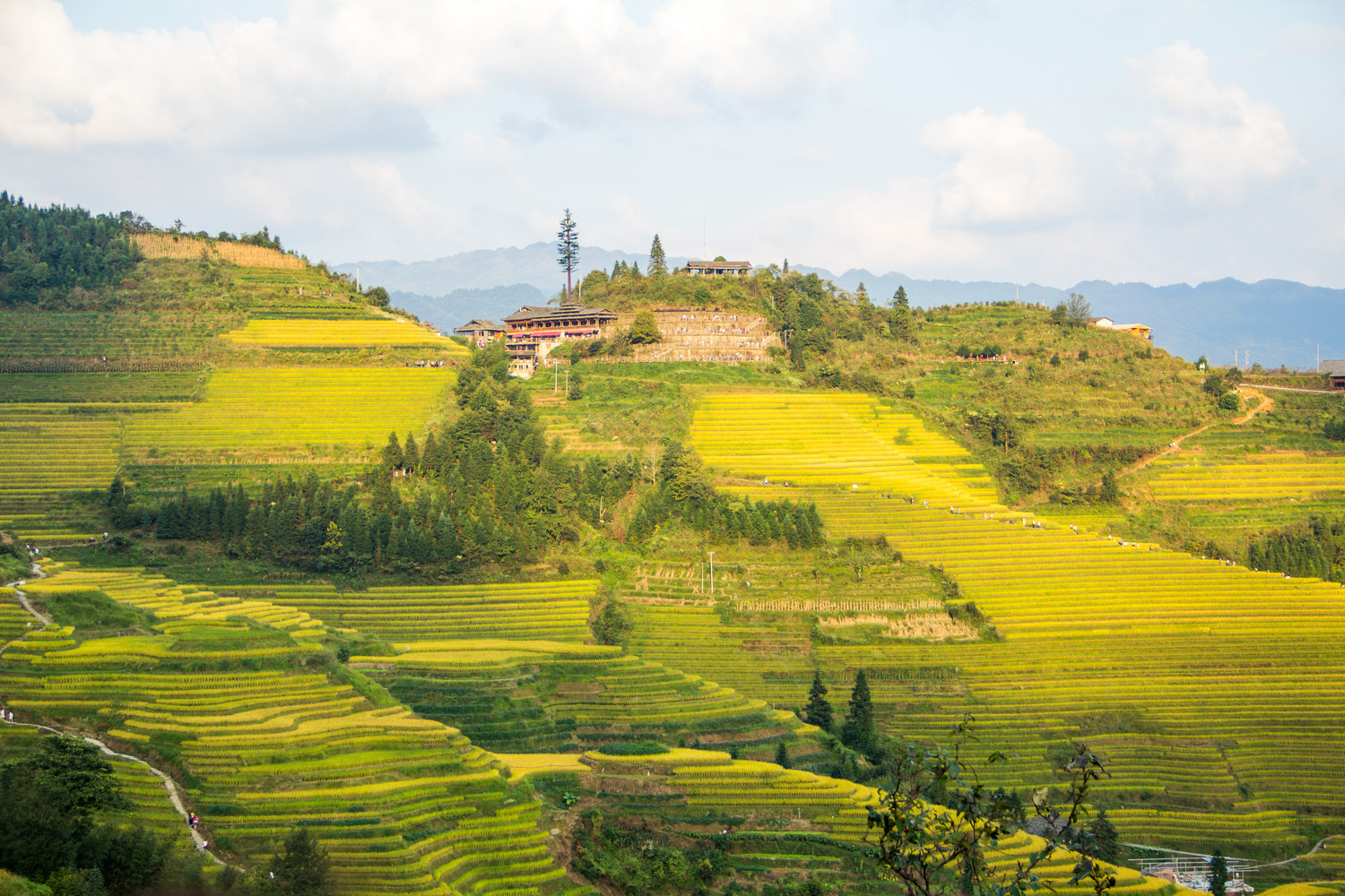 Golden rice terraces landscape