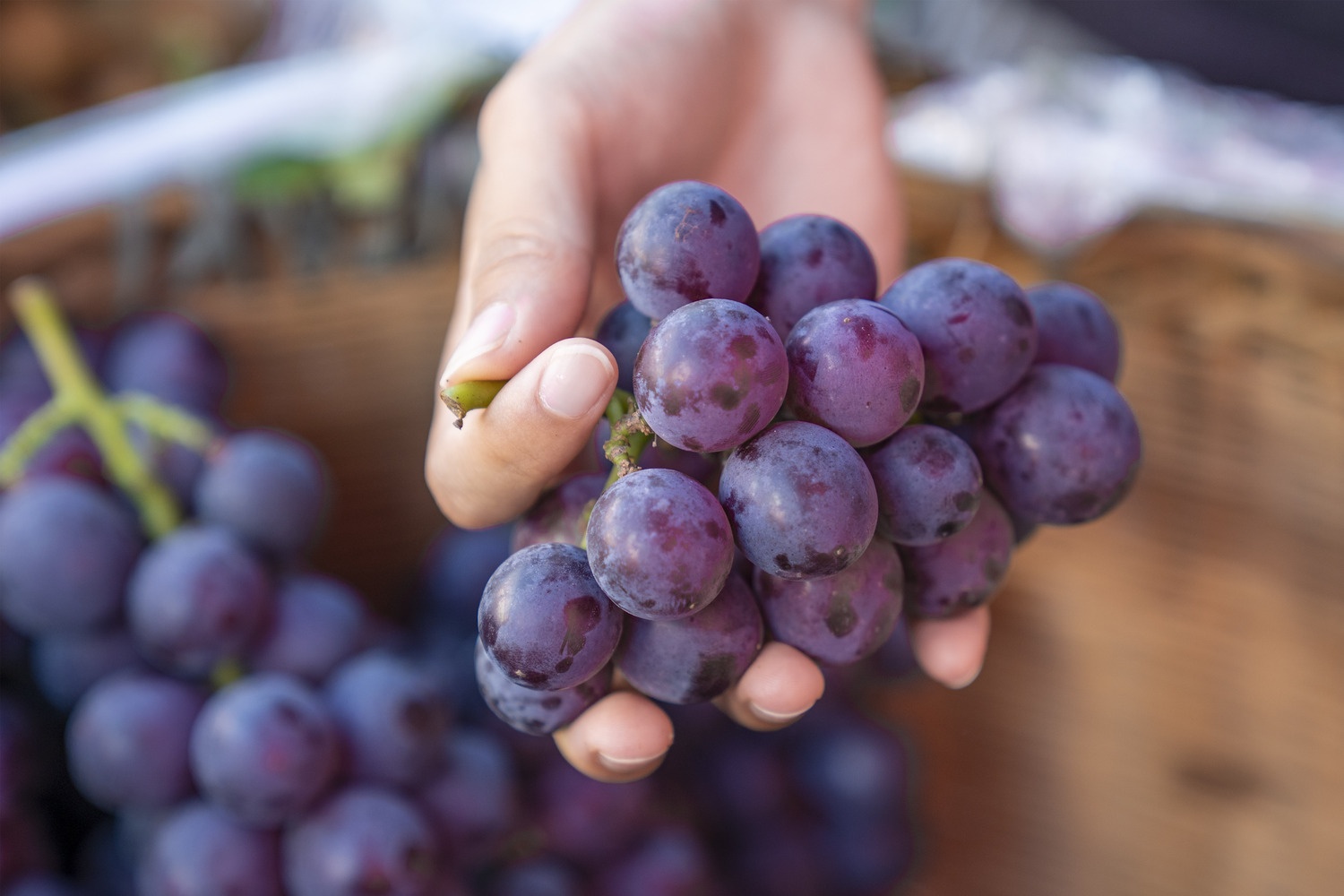 A hand holding a bunch of purple grapes at a market stall