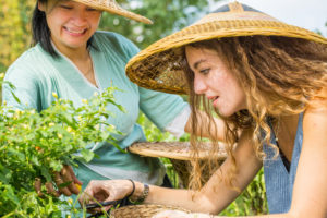 Two women in woven hats harvest green plants up close