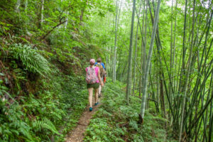Hikers walk along a narrow trail through a bamboo forest