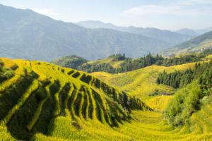 Curving green and gold rice terraces across rolling hills
