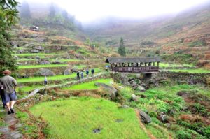 Hikers walk a path through misty green rice terraces toward a covered bridge