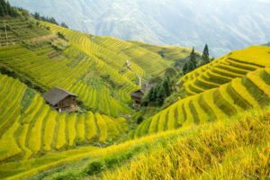 Golden rice terraces sweep across green hills under a hazy sky