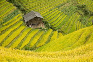 A small wooden hut sits among sweeping golden rice terraces
