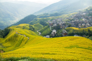 A village sits among rolling golden rice terraces under misty mountains