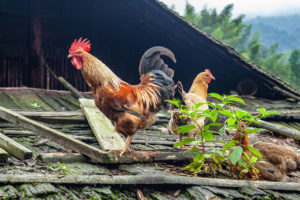 A rooster and hen stand on a weathered wooden village roof