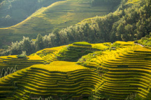 Sunlit rice terraces stack across the hills in green and gold