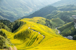 Sunlit rice terraces descend a steep hillside toward misty ridges