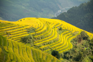 Bright yellow rice terraces curve across a mountainside