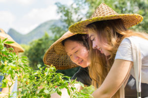 Two women in woven hats tend green plants together