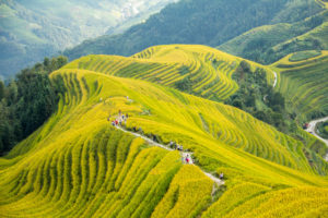 Winding golden rice terraces flow down a steep green mountainside