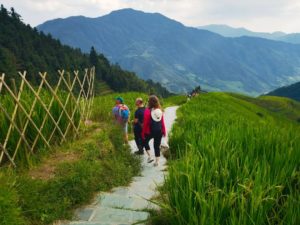 Hikers walk single file on a stone path between rice and a bamboo fence