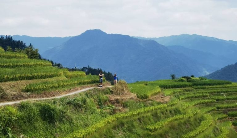 Erntezeit an den Longji-Reisterrassen, dann Fahrräder und Bambusflöße in Yangshuo