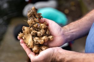 Close-up of two hands holding a cluster of freshly washed ginger root