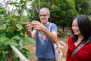 A man in glasses picks long beans from a trellis as a smiling woman in red watches
